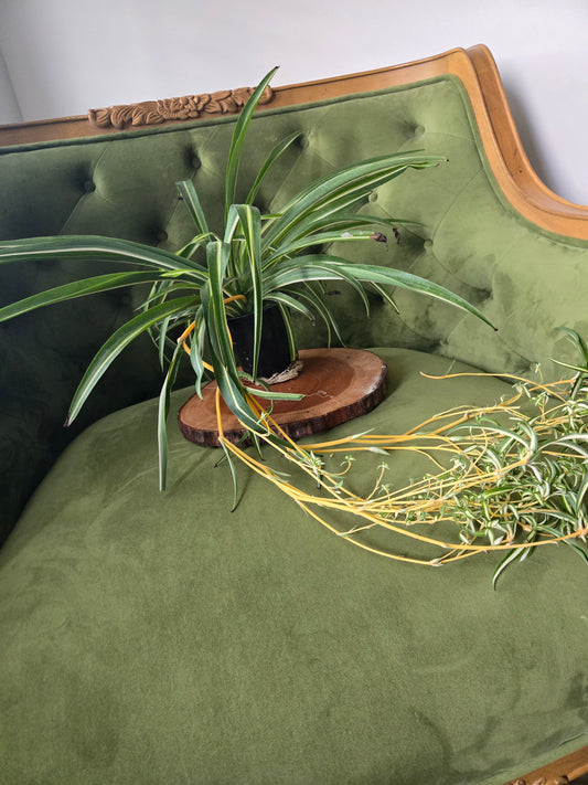 Spider Plant