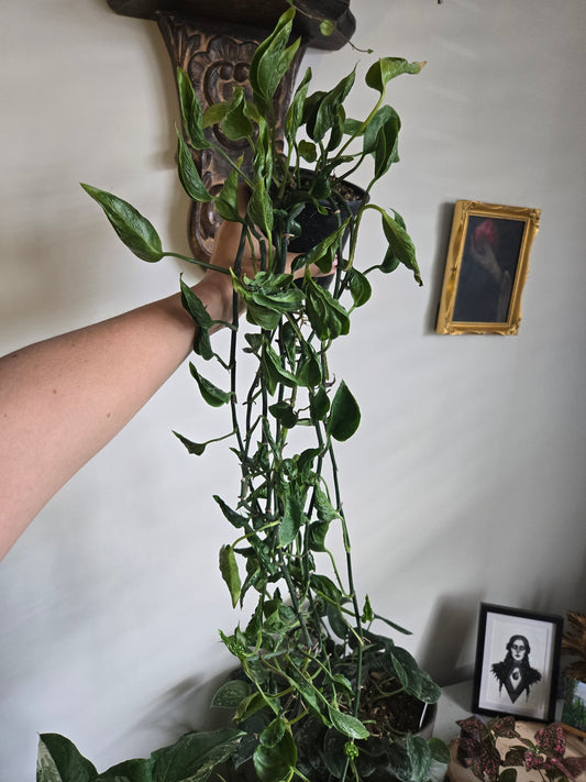 Epipremnum Shangri