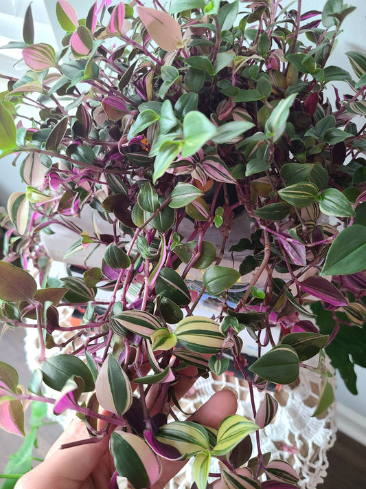 Tradescantia