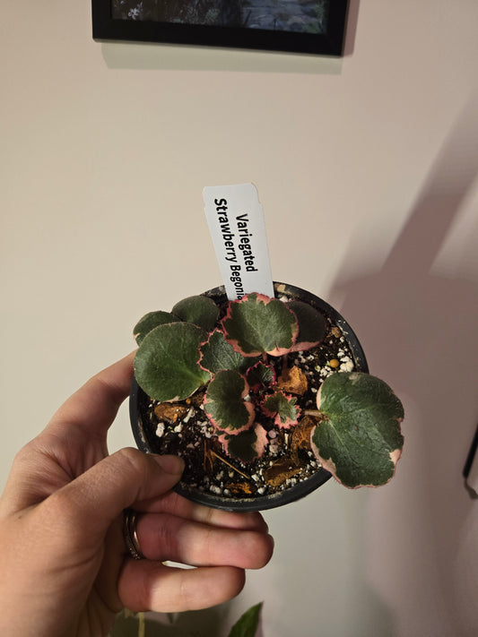 Variegated Strawberry Begonia