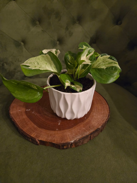Potted Manjula