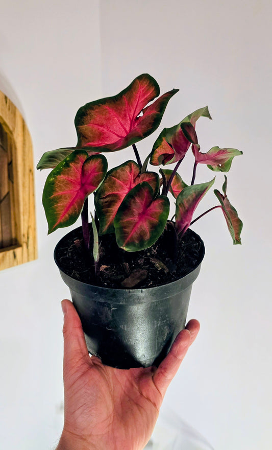 Caladium Bicolor