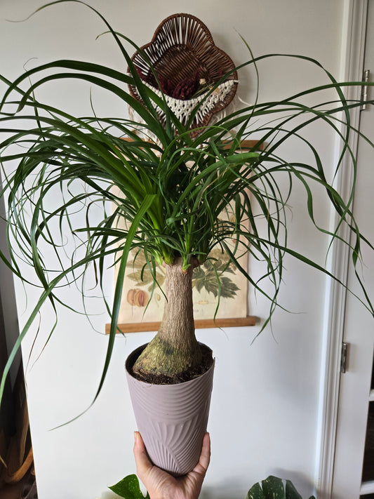 Ponytail Palm