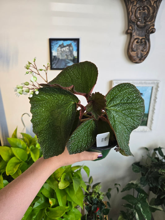 Batik Red Begonia