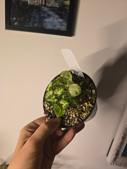 Syngonium Mini Pixi