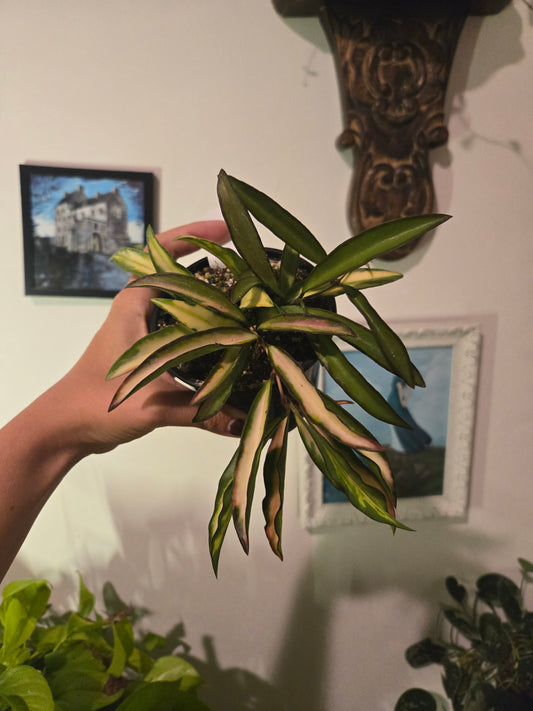 Hoya Tricolor