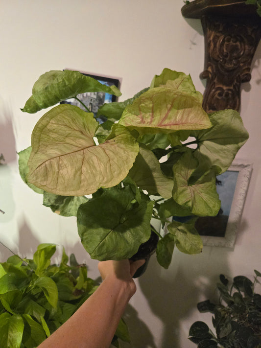 Large Kiwi Delight Syngonium