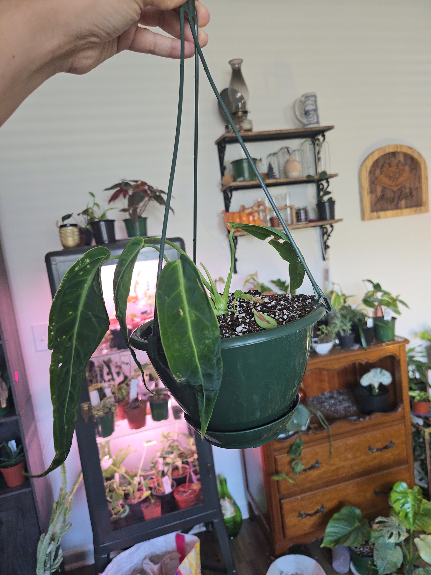 Anthurium Warocqueanum
