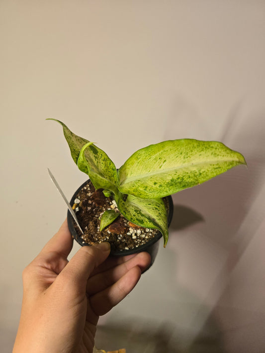 Dieffenbachia Maui Wowie