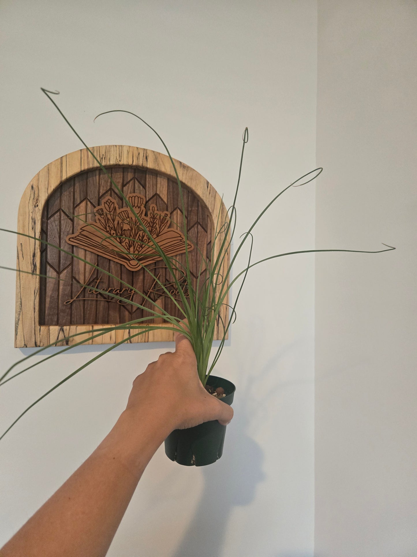 Albuca Spiralis Frizzle Sizzle