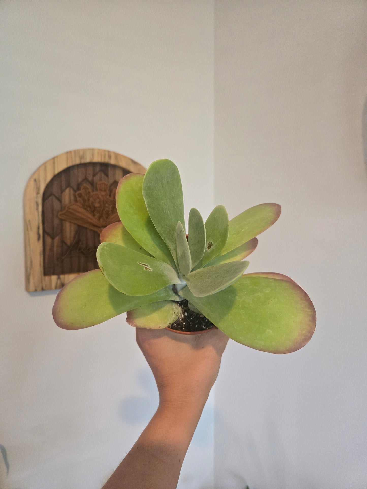 Kalanchoe Flap Jack