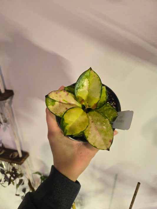Hoya Australlis Lisa