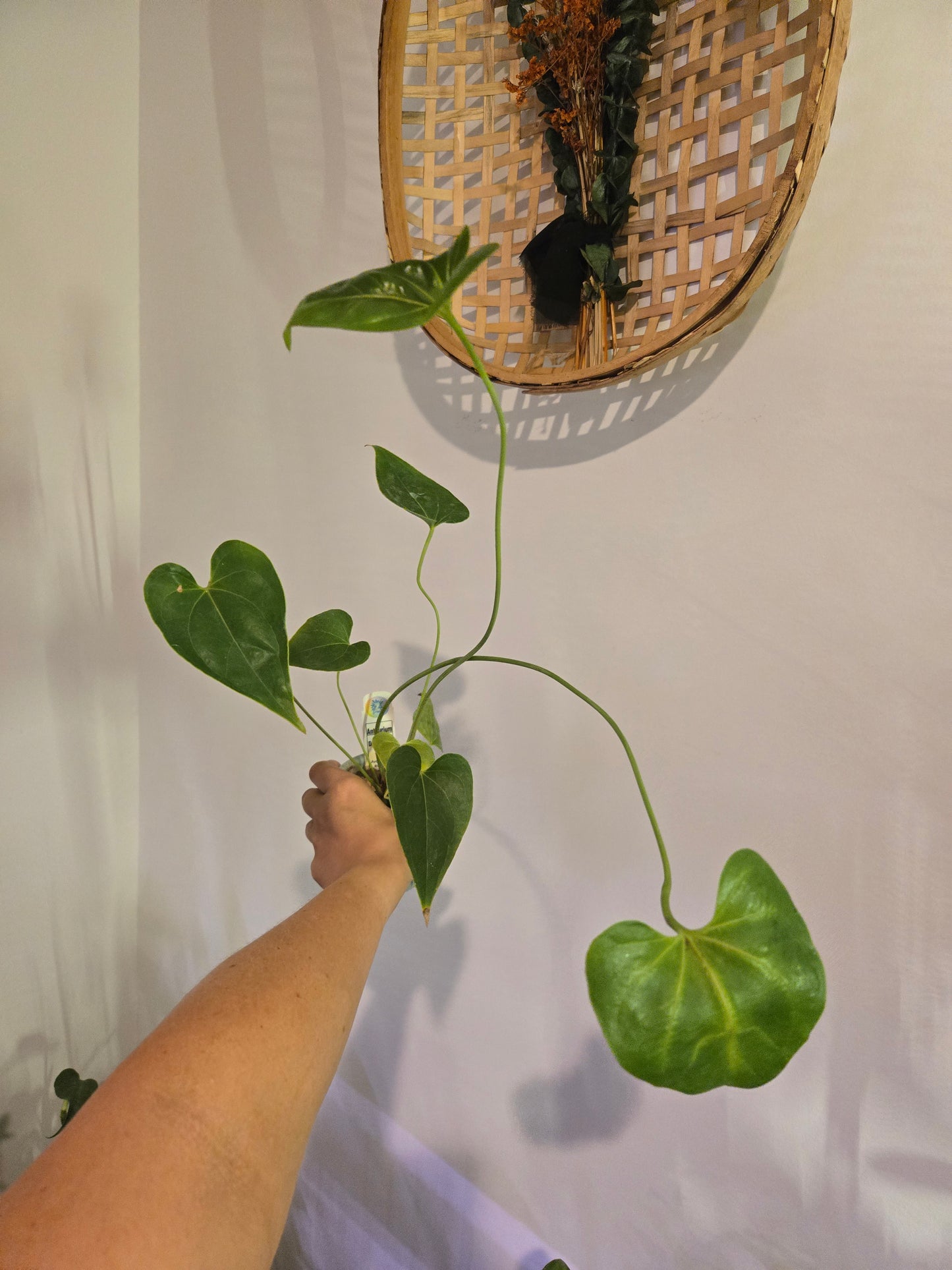 Anthurium Decipiens