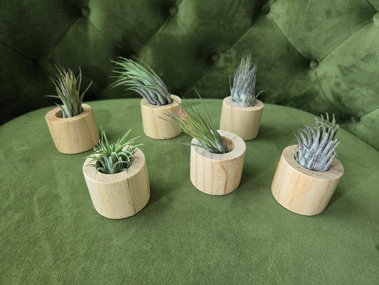 Single Air Plant in Bamboo Holder