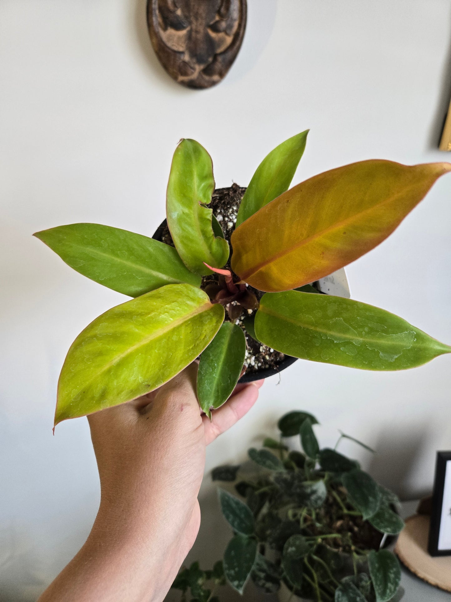 Philodendron Red Sun