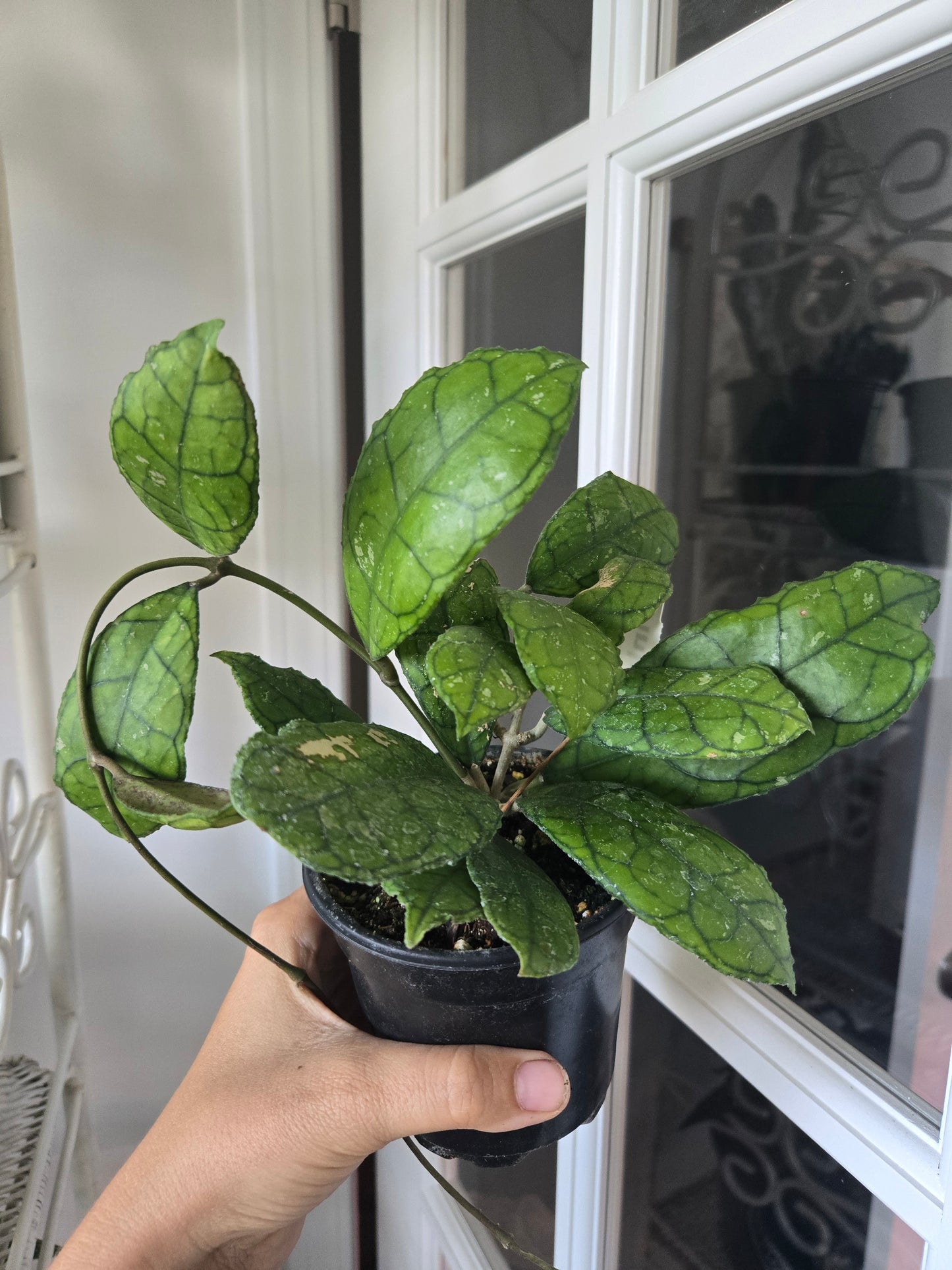 Hoya Finlysonii