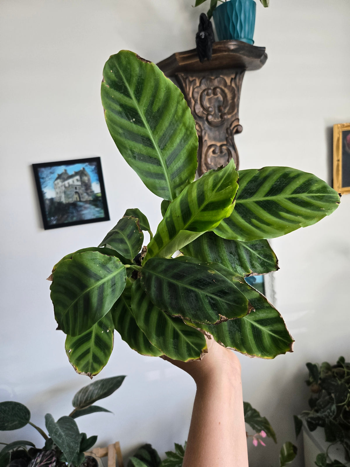 Calathea Zebrina