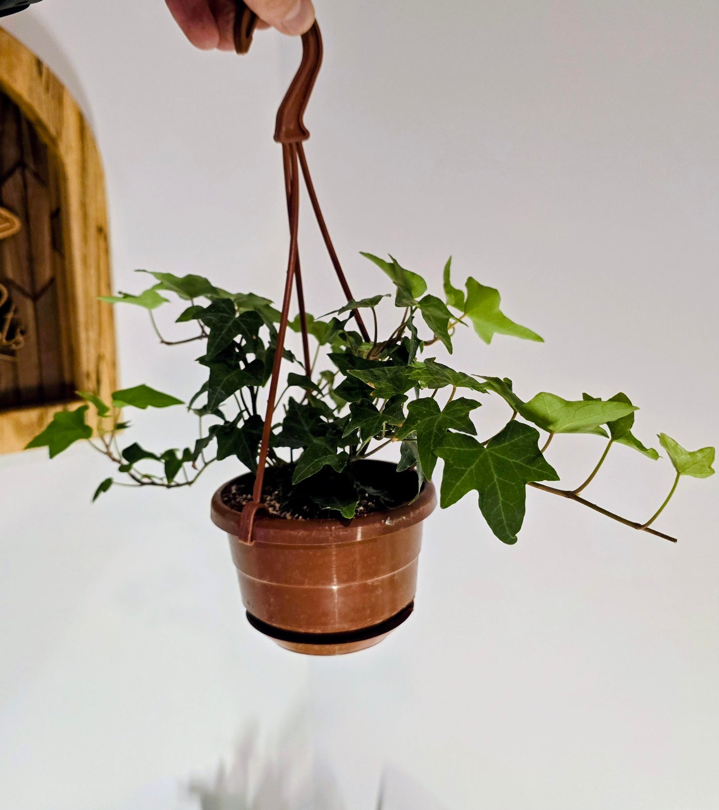 4 in Hanging Basket