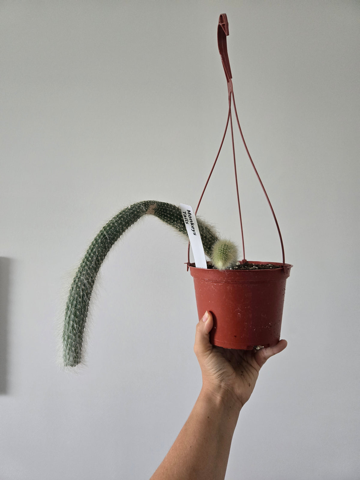 Monkey Tail Cactus