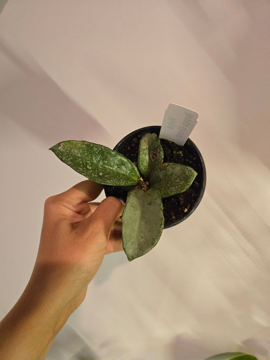 Hoya Nova Ghost