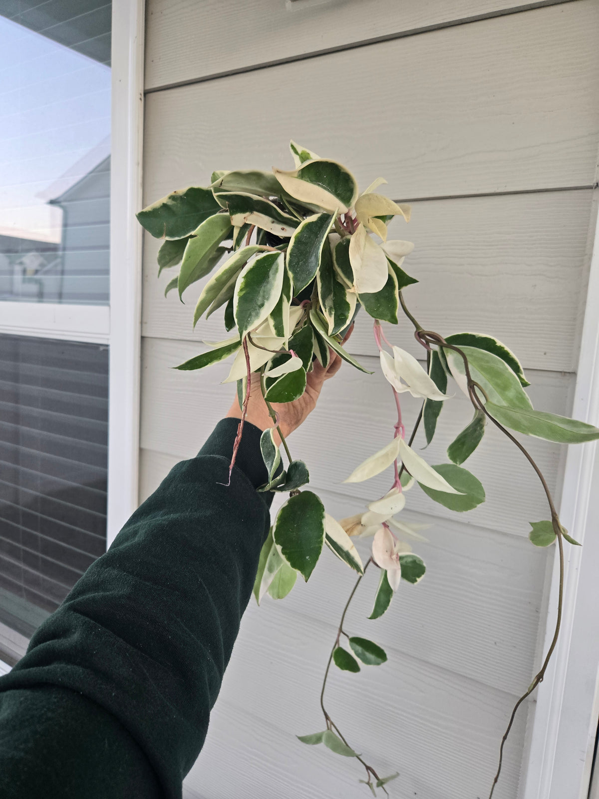 Large Hoya Krimson Queen
