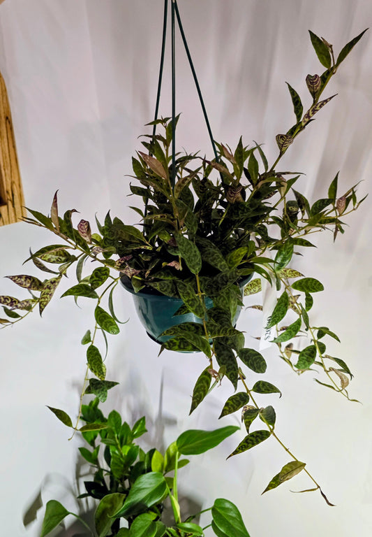Lipstick Black Pagoda Hanging Basket