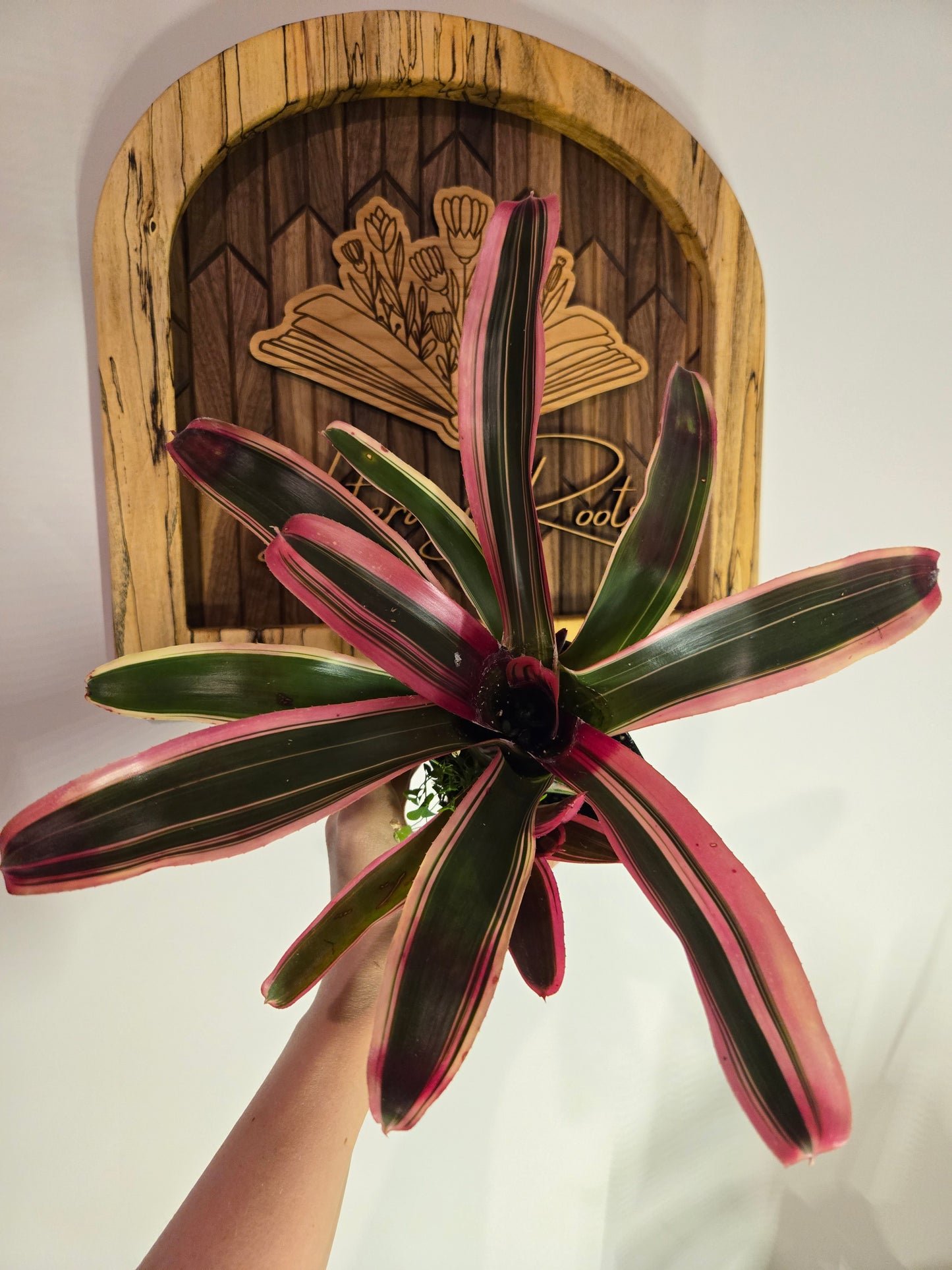 Bromeliad Neoregelia