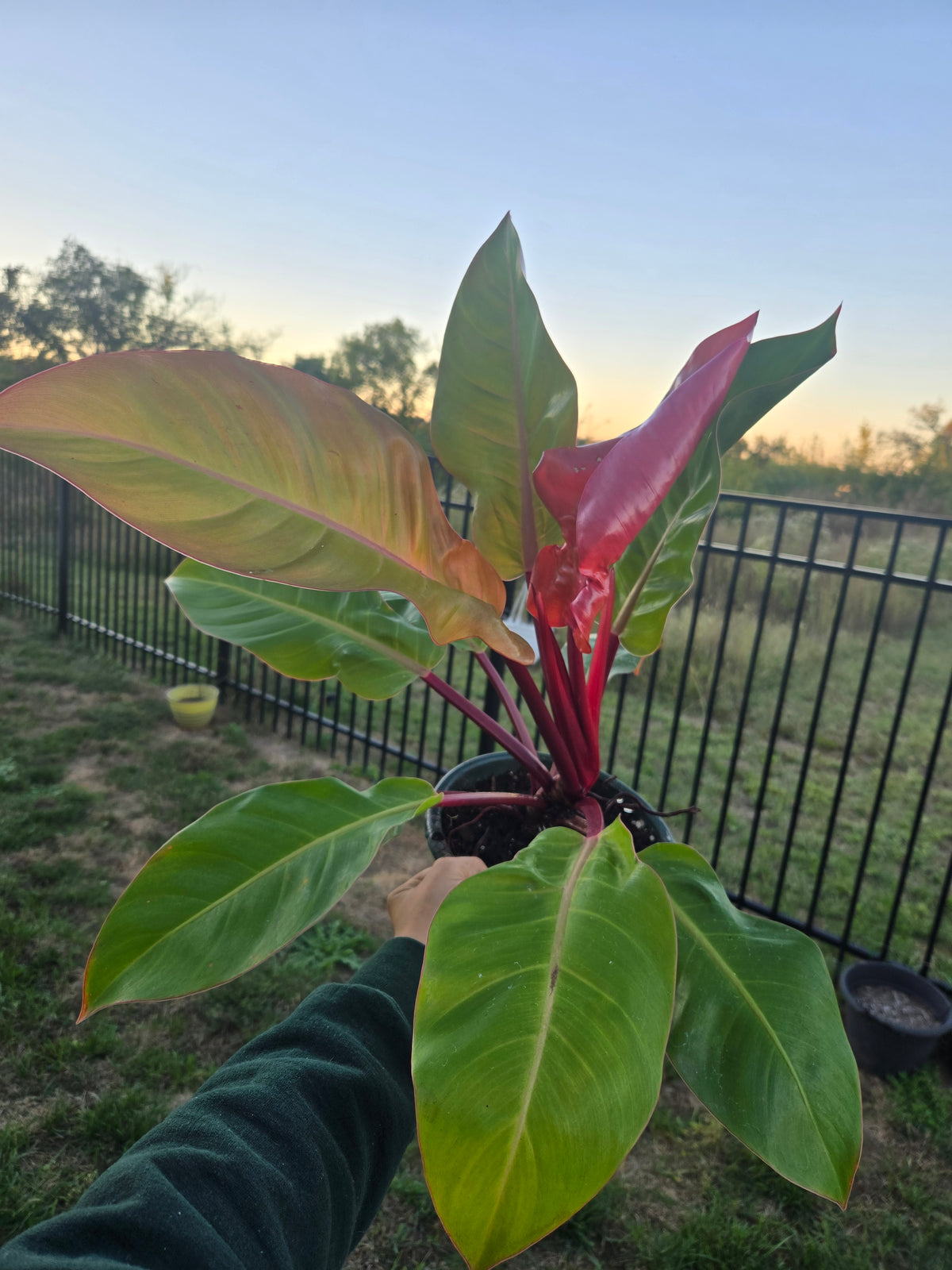 Philodendron Prince of Orange