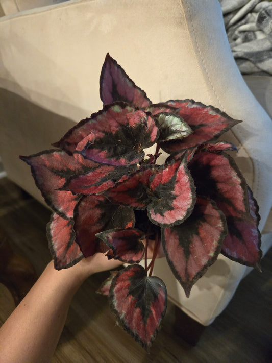 Red Kiss Begonia