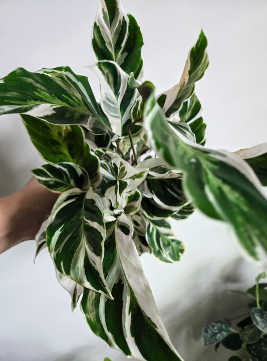 Calathea White Fusion