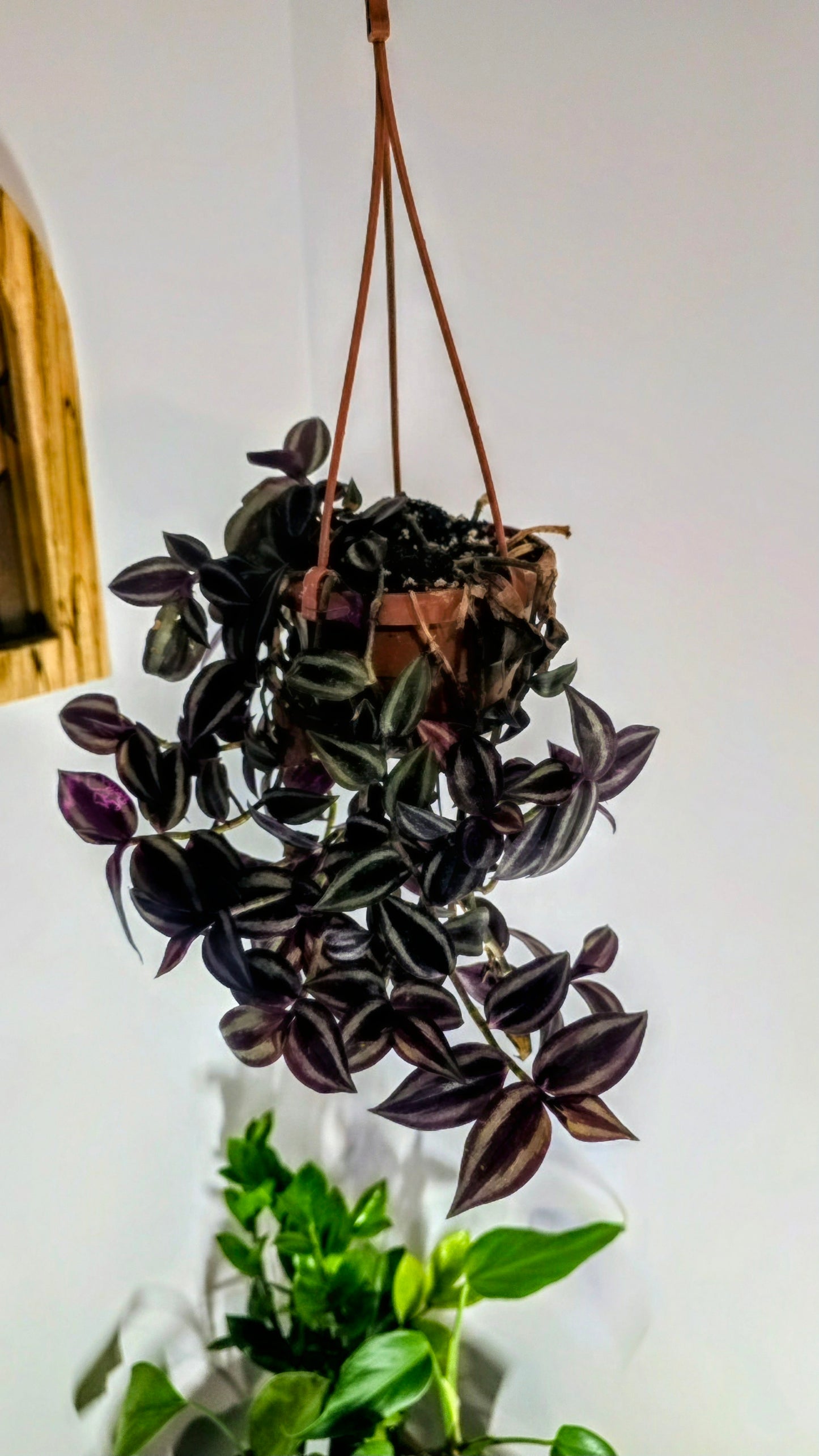 4 in Hanging Basket