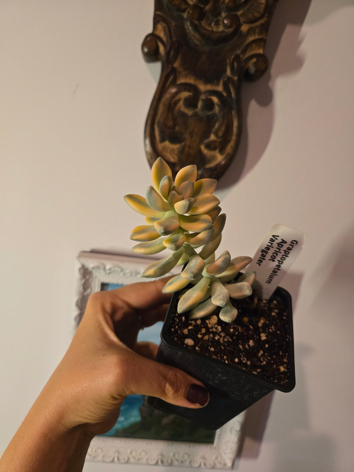Graptopetalum Apricot Variegata