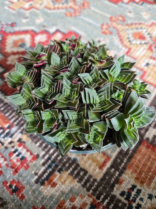 Callisia Navicularis