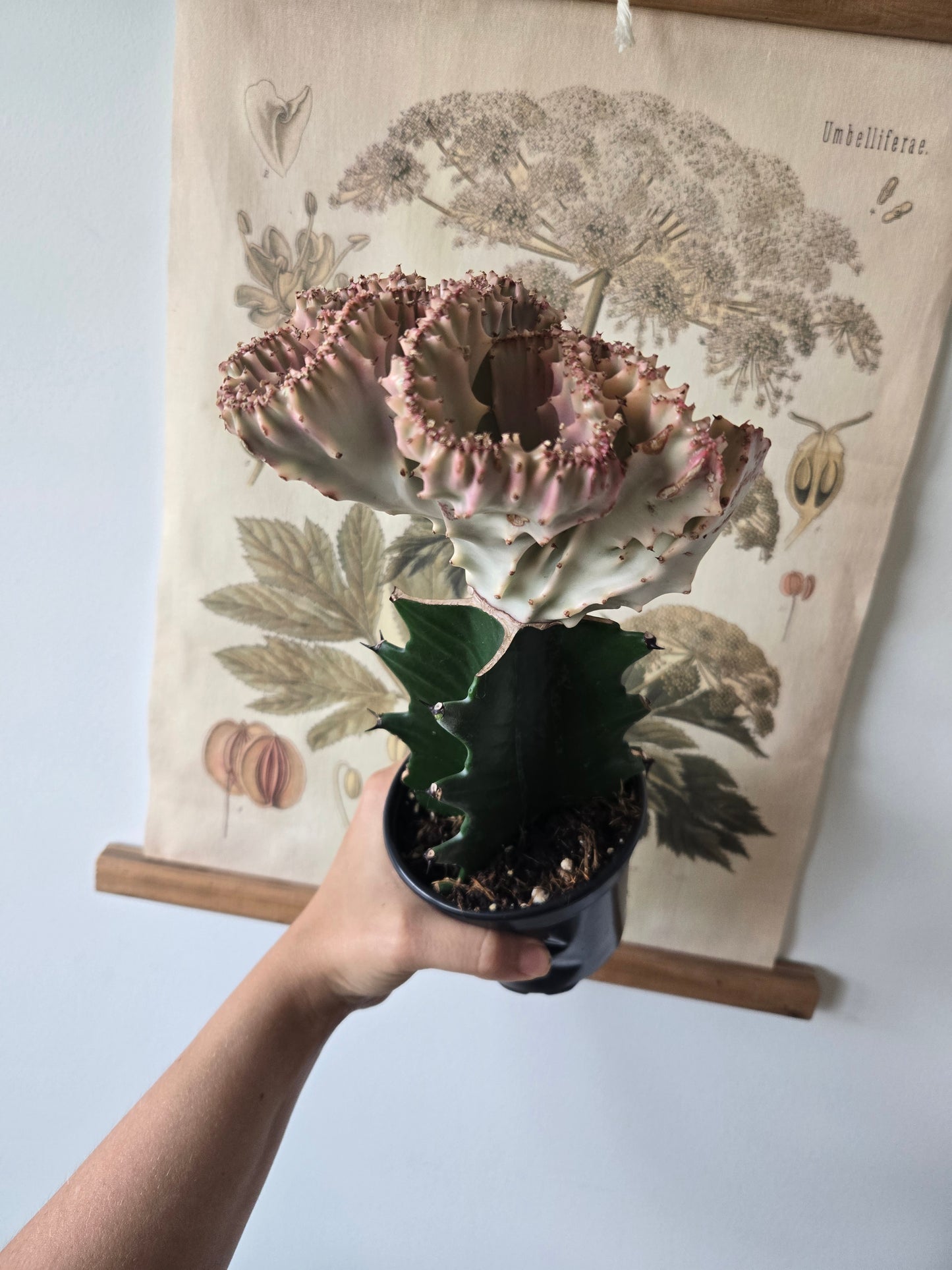 Cactus Euphorbia Lactea Mermaid Tail