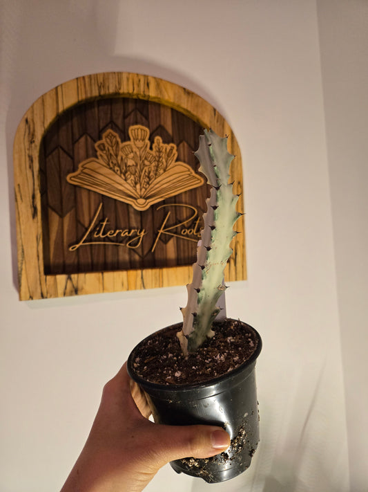 4 in Ghost Cactus