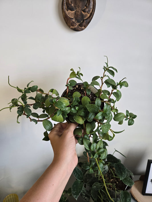 Ficus