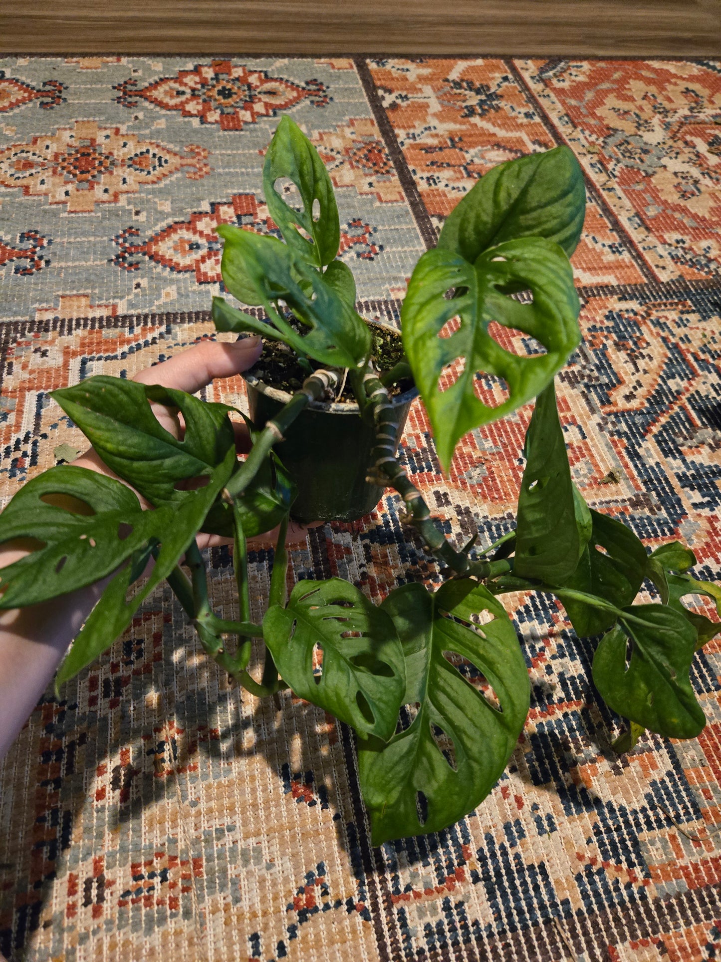 Monstera Swiss Cheese Plant