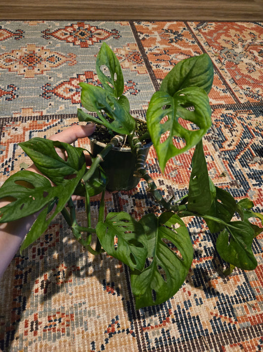 Monstera Swiss Cheese Plant