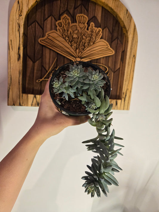 4.5 in Burro's Tail