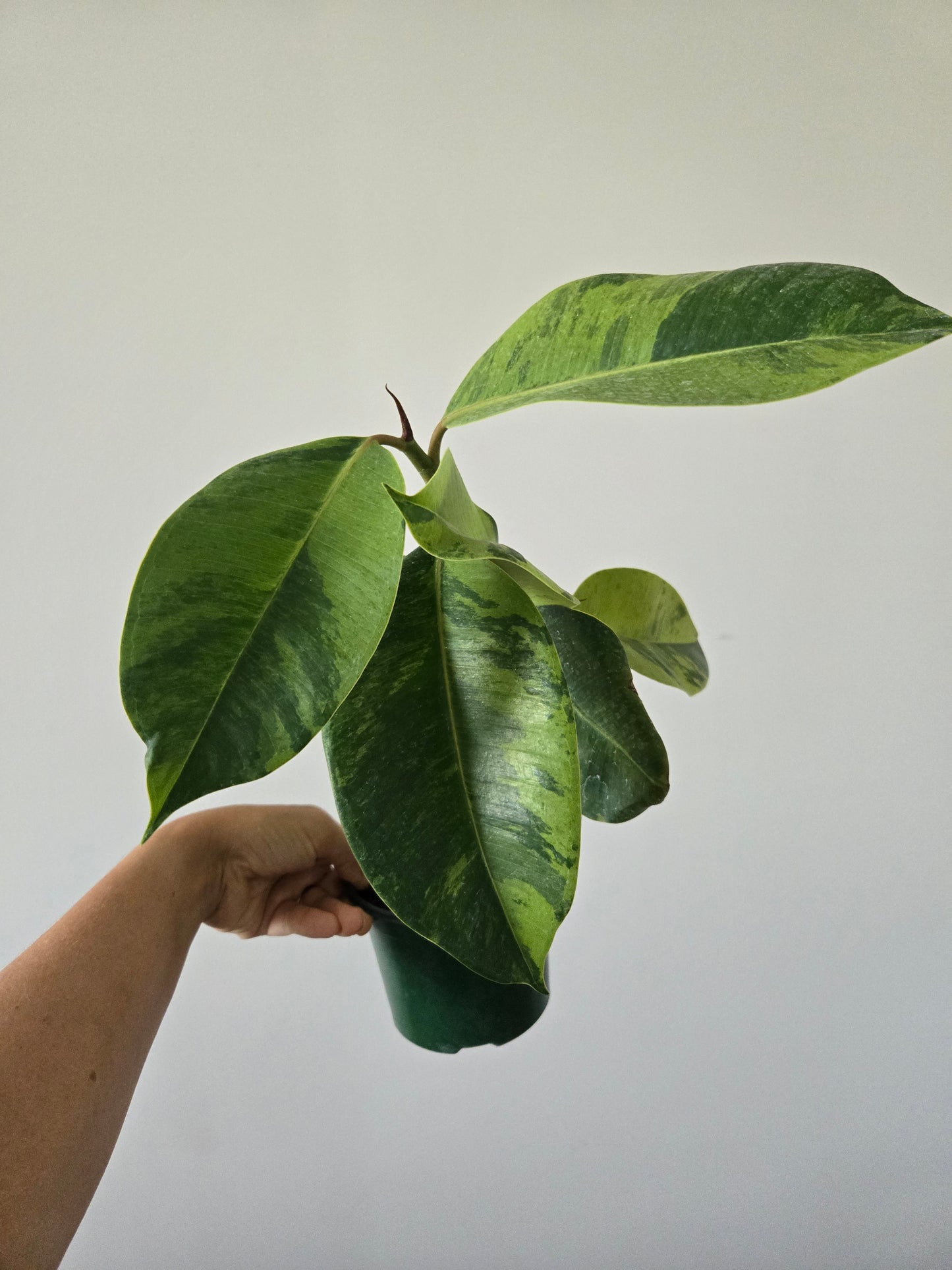 Ficus Shivereana Moonshine
