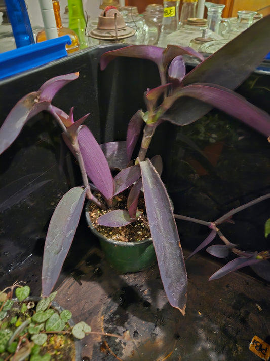 Purple Heart