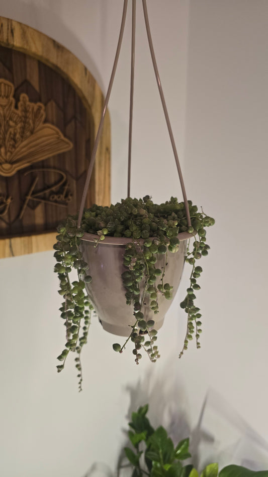 Variegated String of Pearls Basket