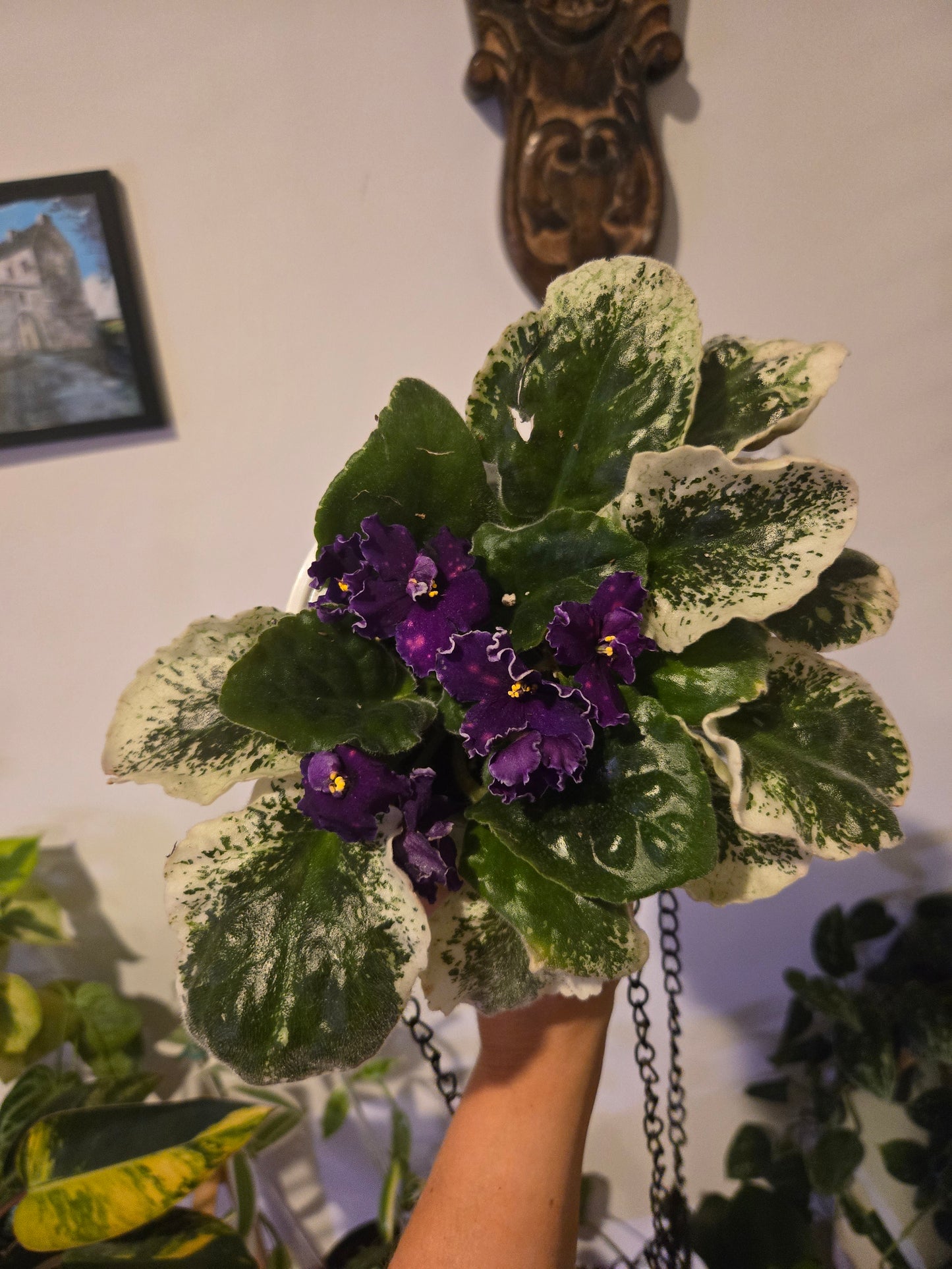 Variegated African Violet