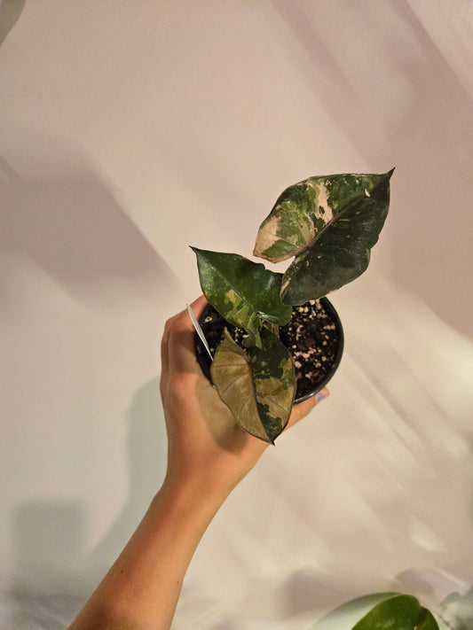 Alocasia Yucatán Princess Var