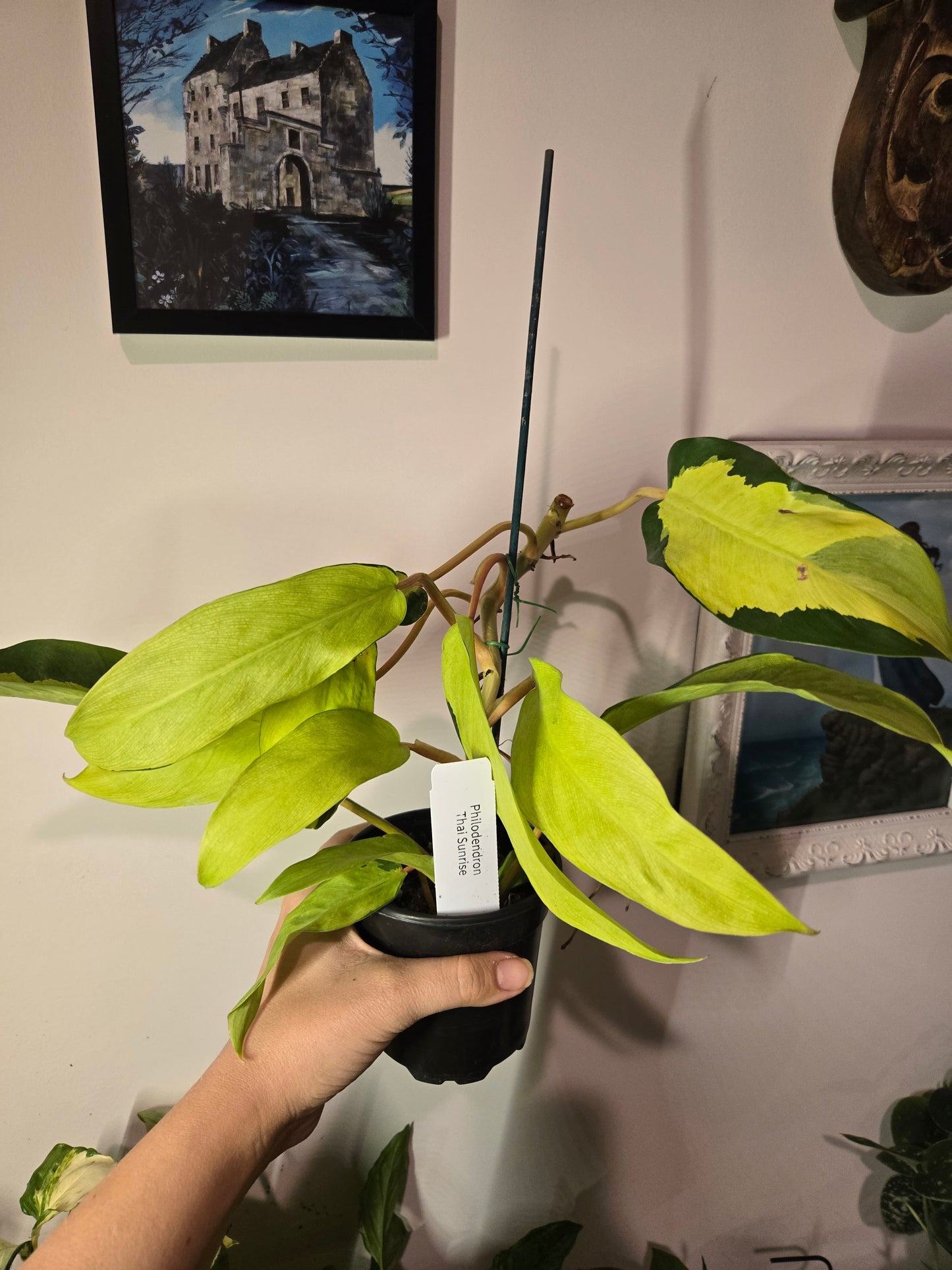 Philodendron Fire Thai