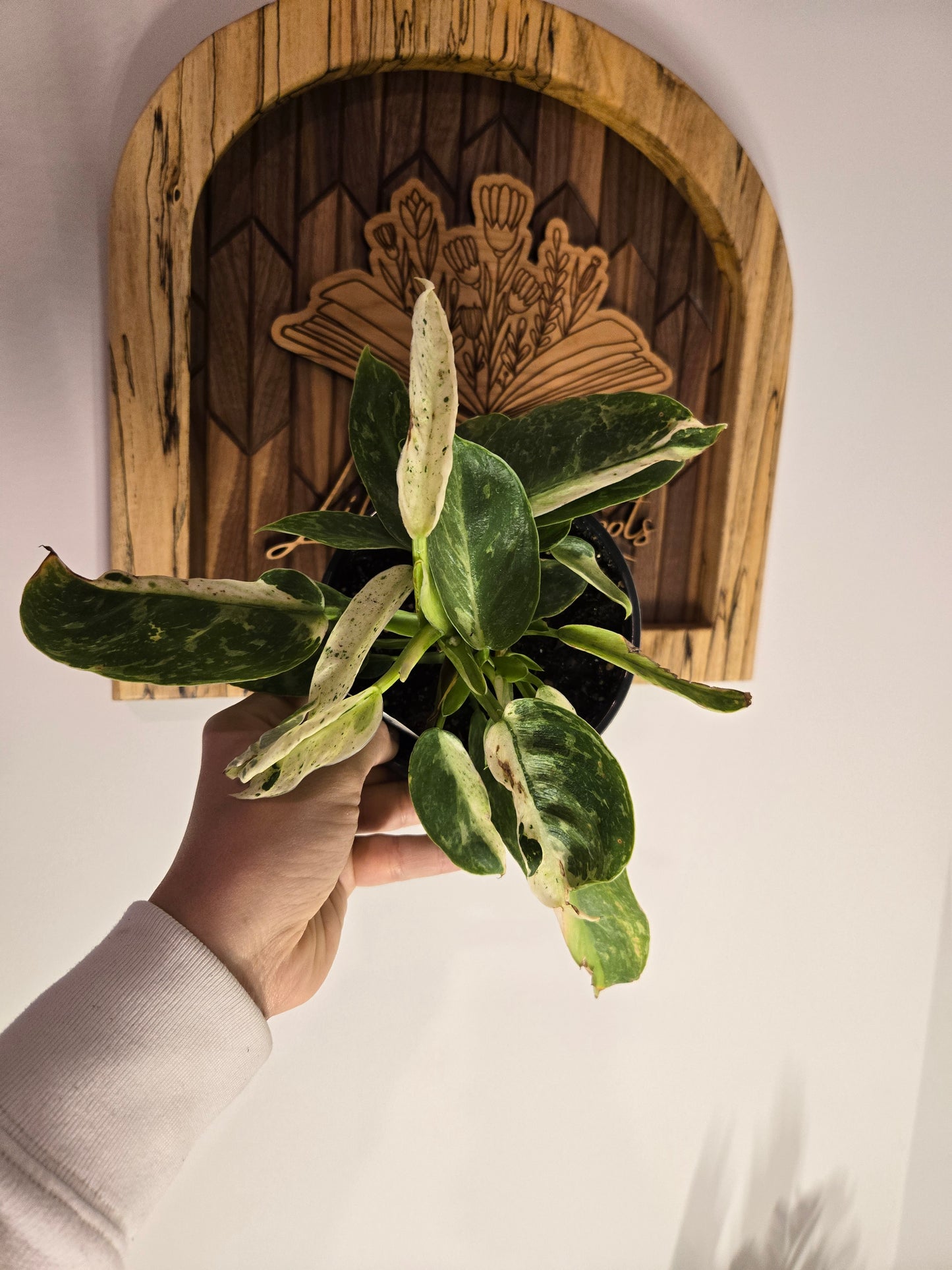 Philodendron Jose Bueno