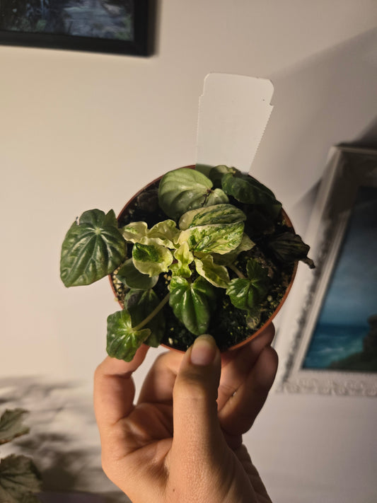 Peperomia Bueno Aires