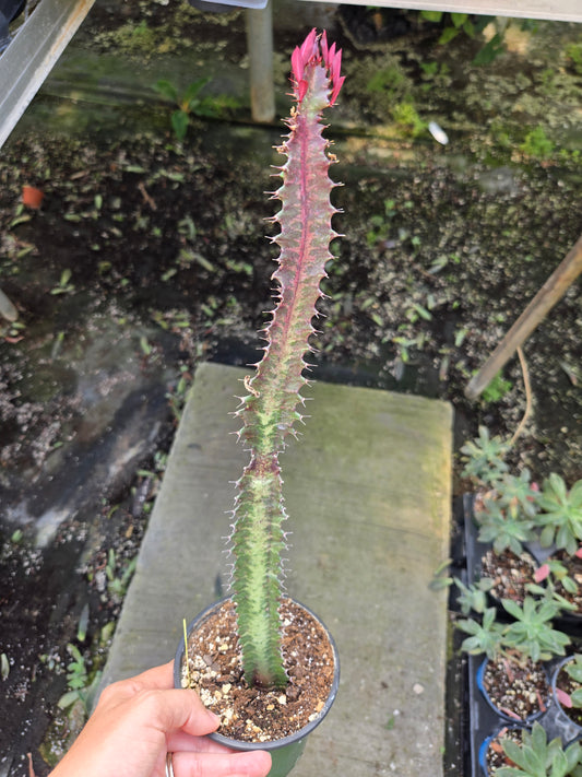 Red Trigona