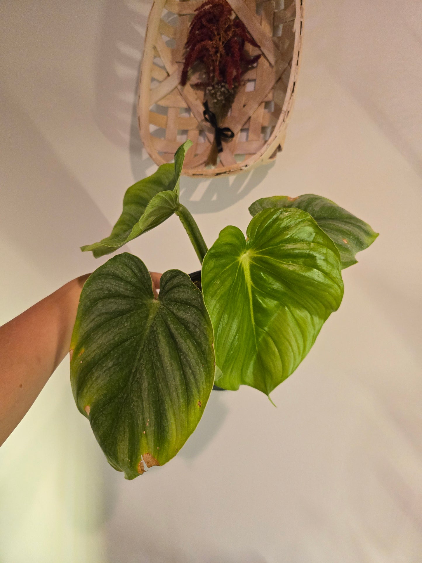 Philodendron Verrucosum
