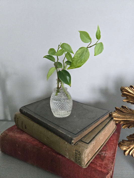 Mini Arrangement